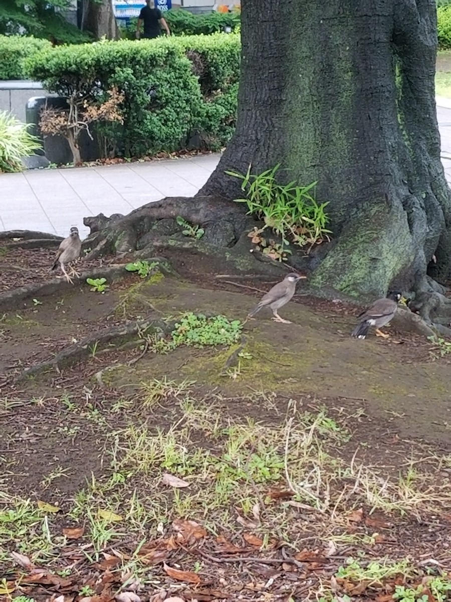 Бор тодол - ML637408481