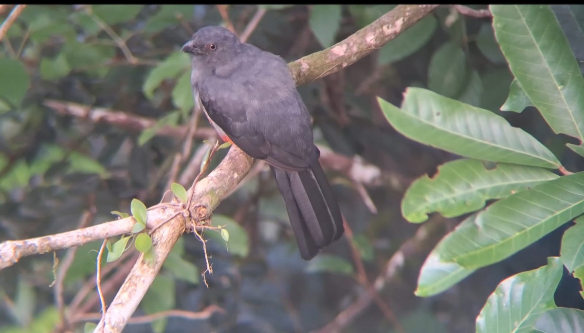 Slaty-tailed Trogon - ML637408486
