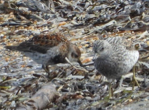 Surfbird - ML637408492
