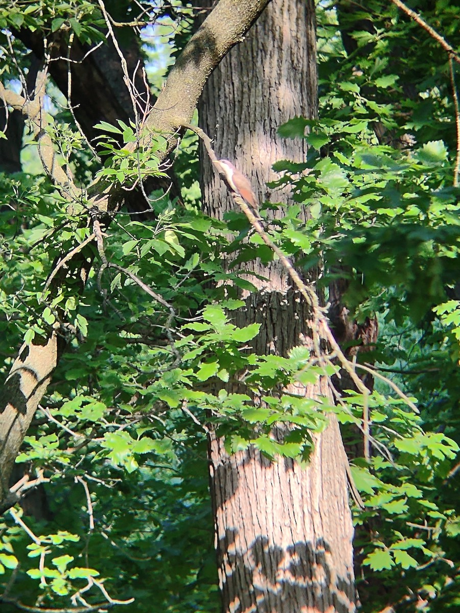 Yellow-billed Cuckoo - ML637408516