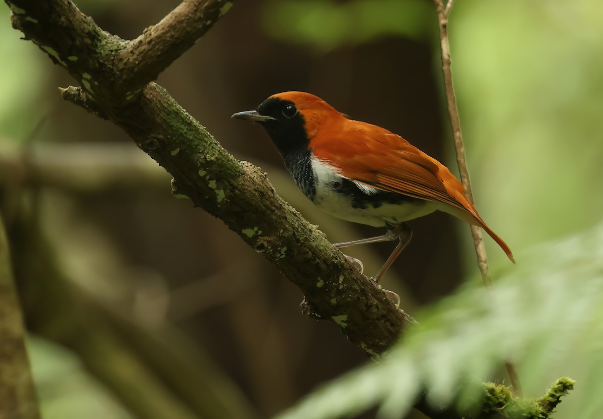 Ryukyu Robin - ML637408554