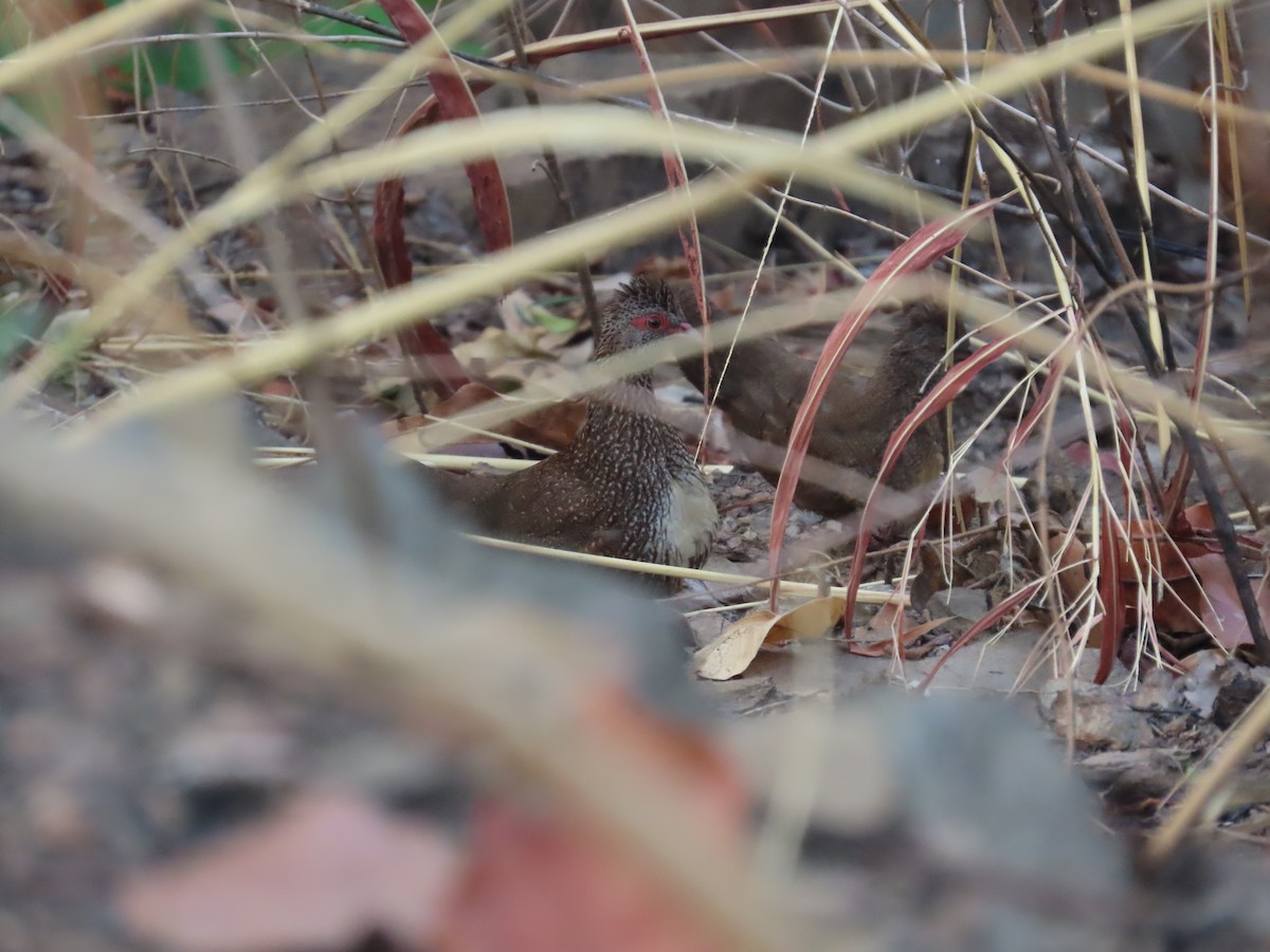 Stone Partridge - ML637408613