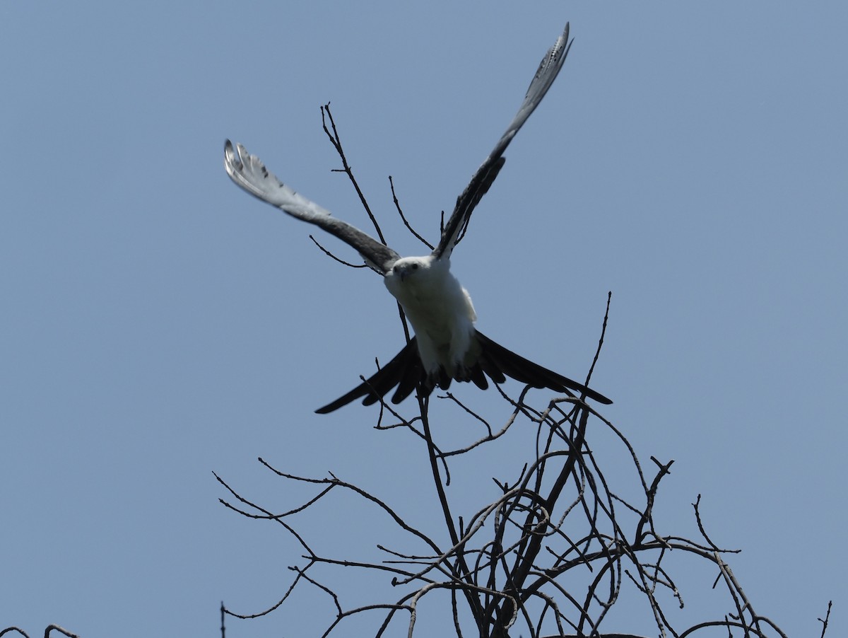 Swallow-tailed Kite - ML637408691