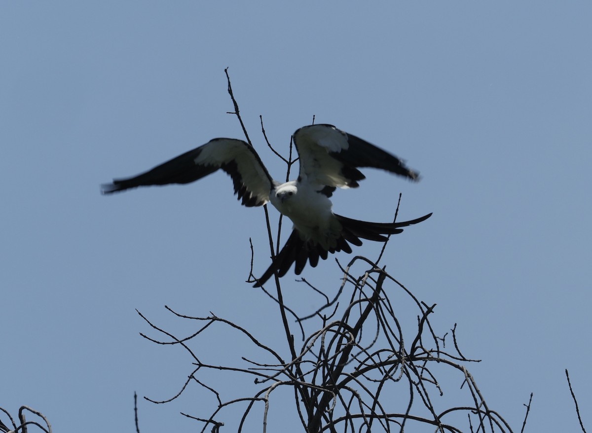 Swallow-tailed Kite - ML637408692
