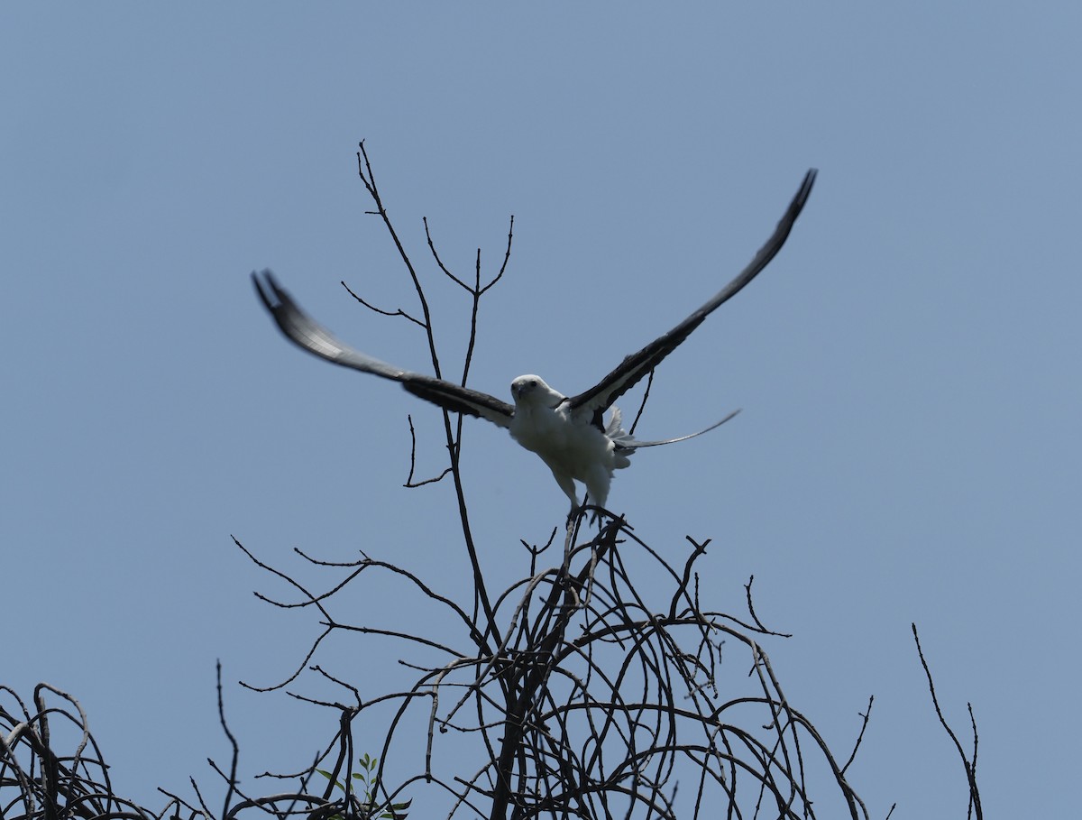 Swallow-tailed Kite - ML637408693