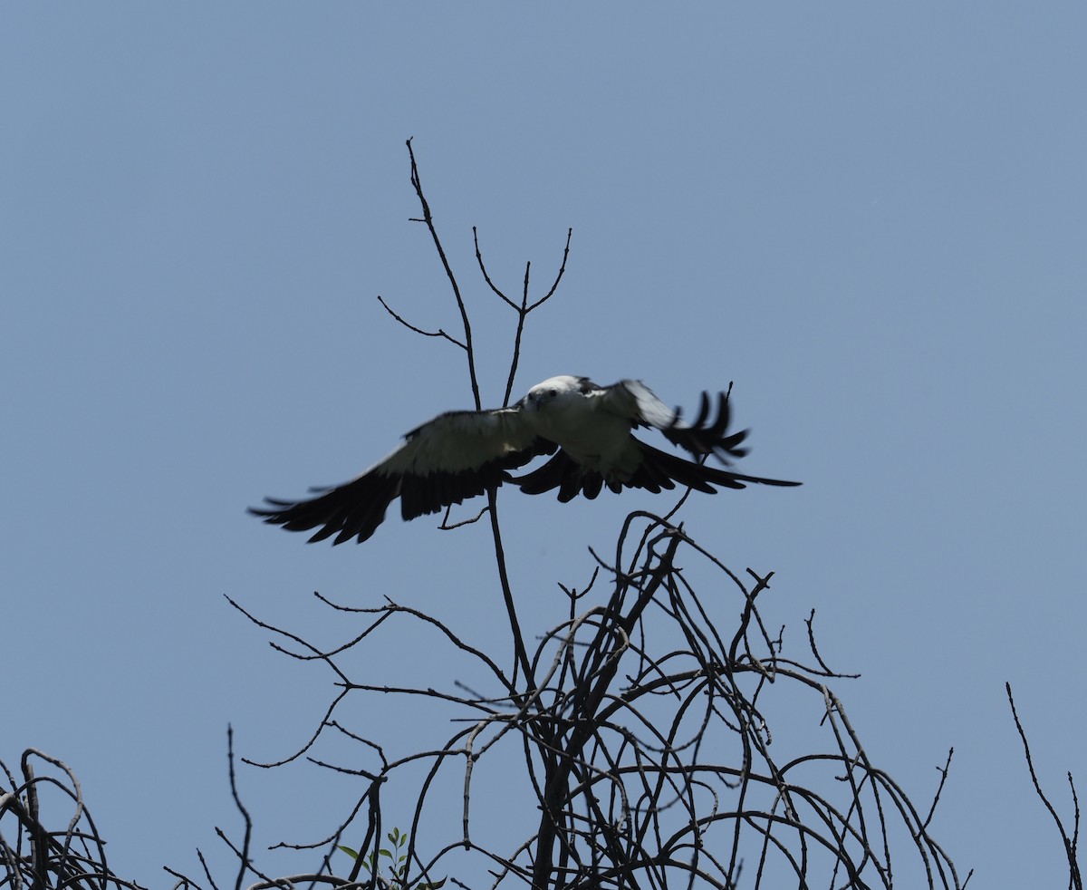 Swallow-tailed Kite - ML637408694