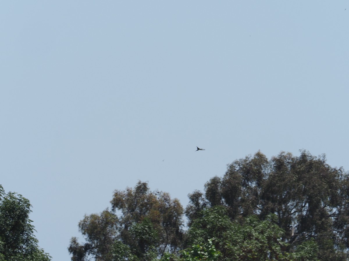 Swallow-tailed Kite - ML637408695