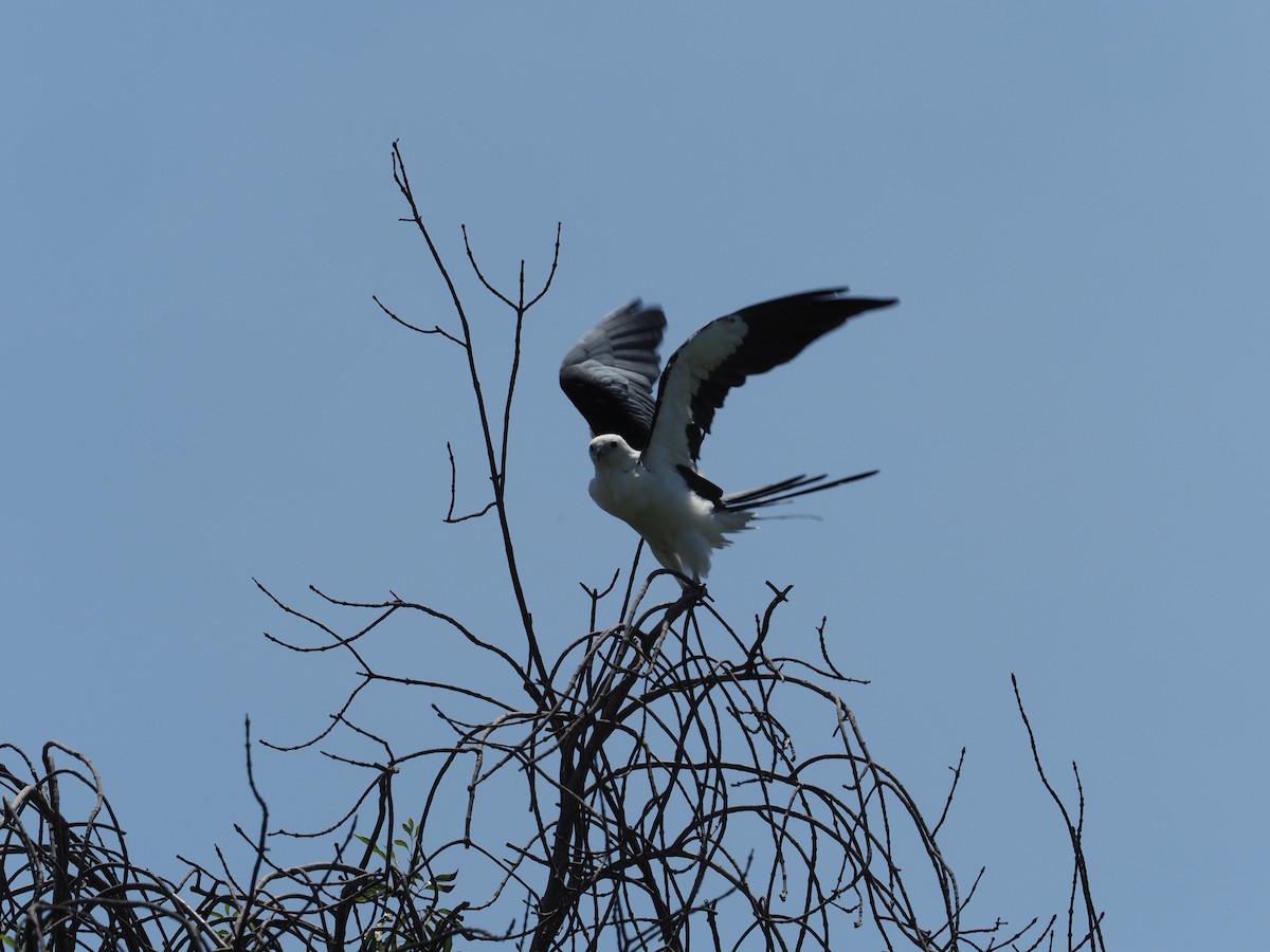 Swallow-tailed Kite - ML637408696