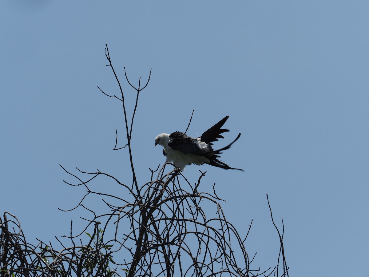Swallow-tailed Kite - ML637408697