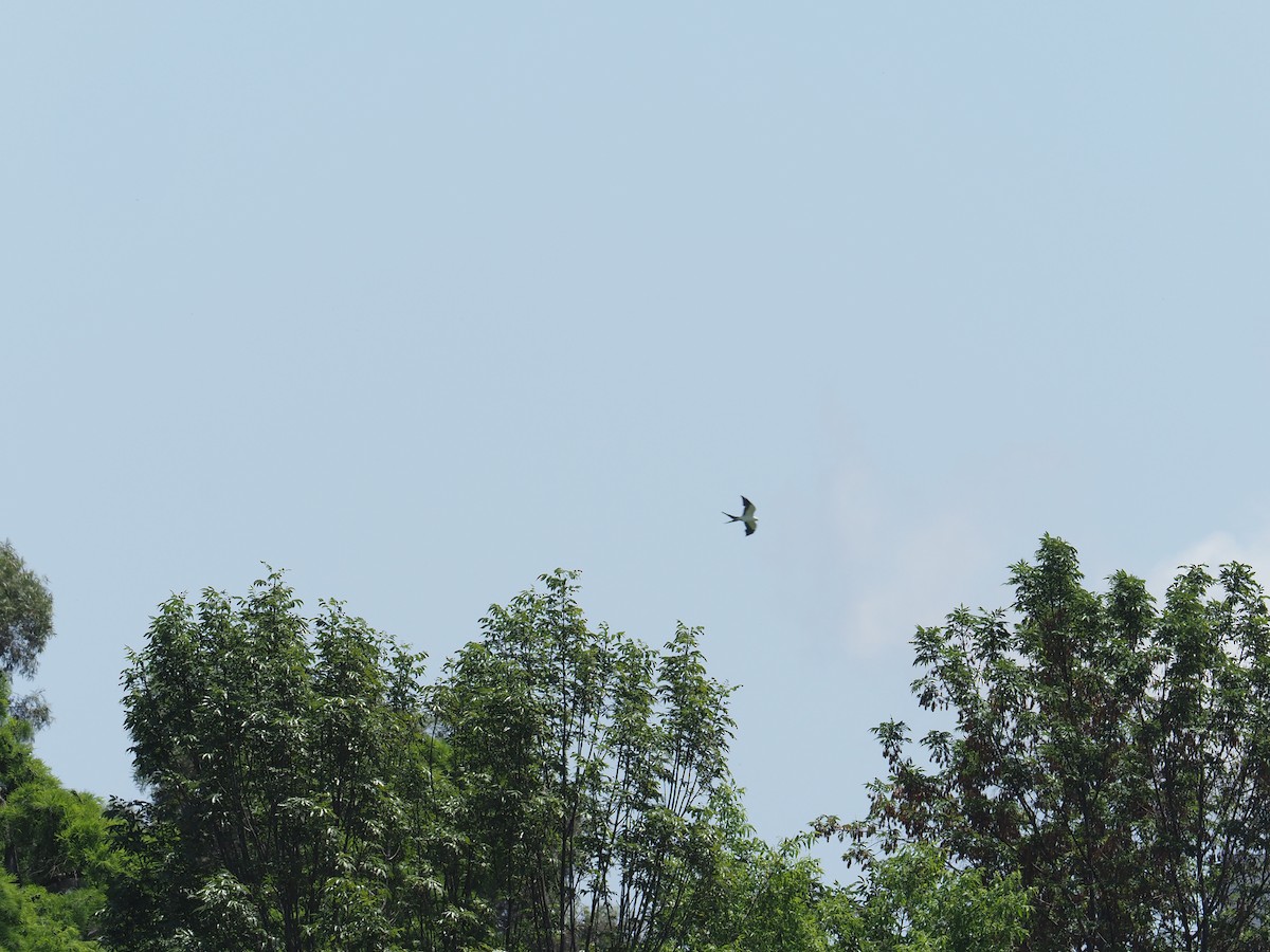 Swallow-tailed Kite - ML637408698