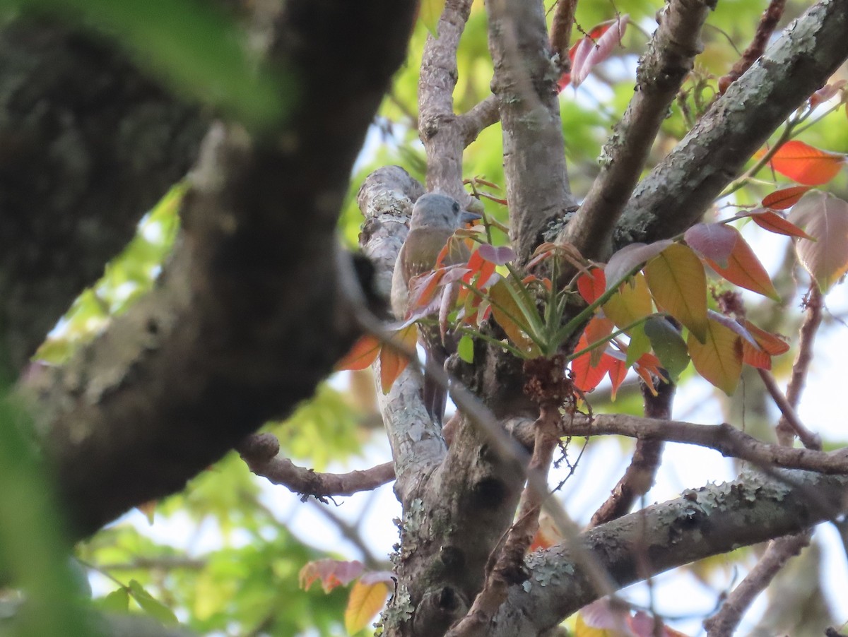 African Gray Woodpecker - ML637408710
