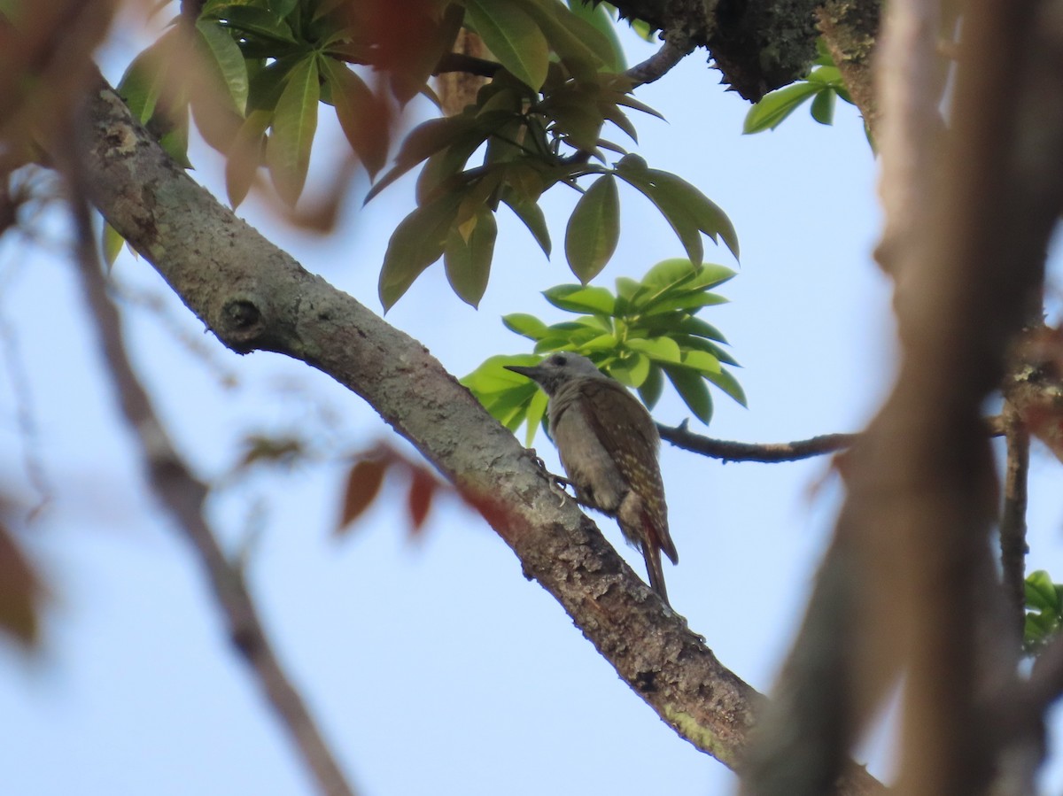 African Gray Woodpecker - ML637408711