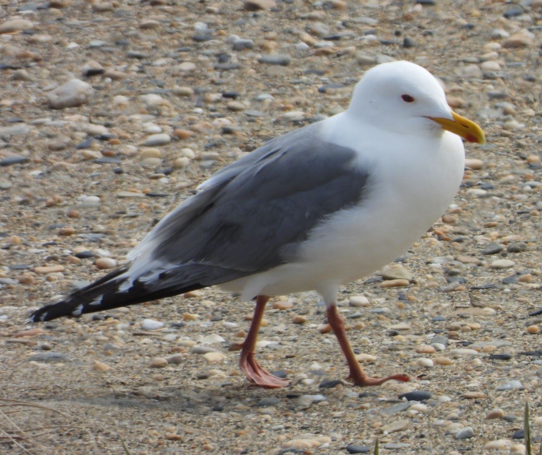 Vega Gull - ML637408725