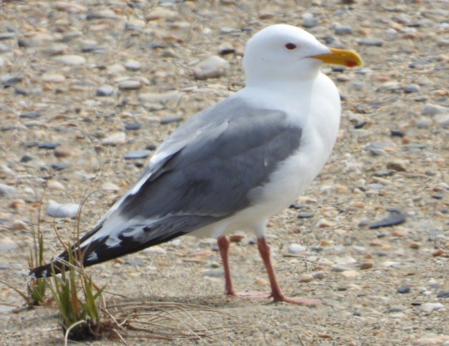 Vega Gull - ML637408726