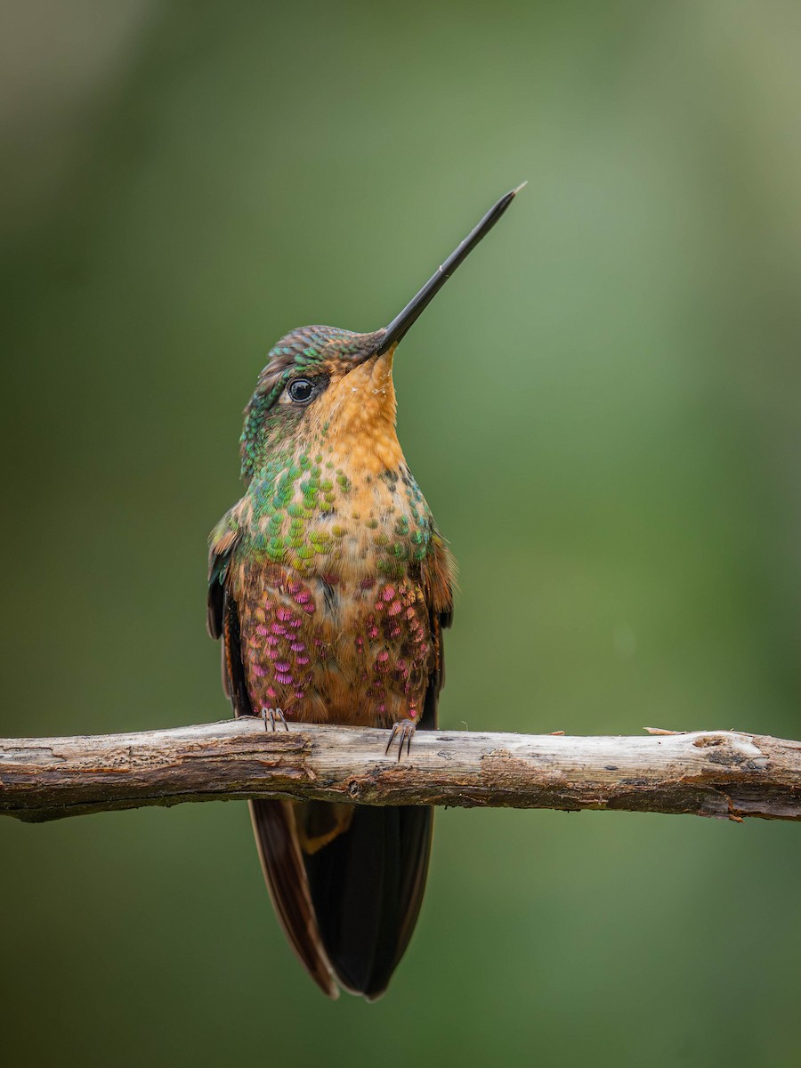 Blue-throated Starfrontlet - ML637408785