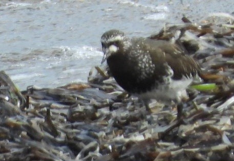 Black Turnstone - ML637408787