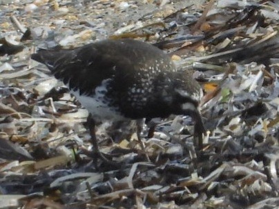Black Turnstone - ML637408788