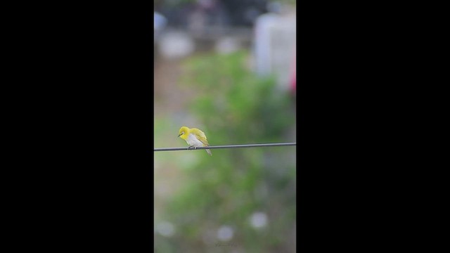 Indian White-eye - ML637408802