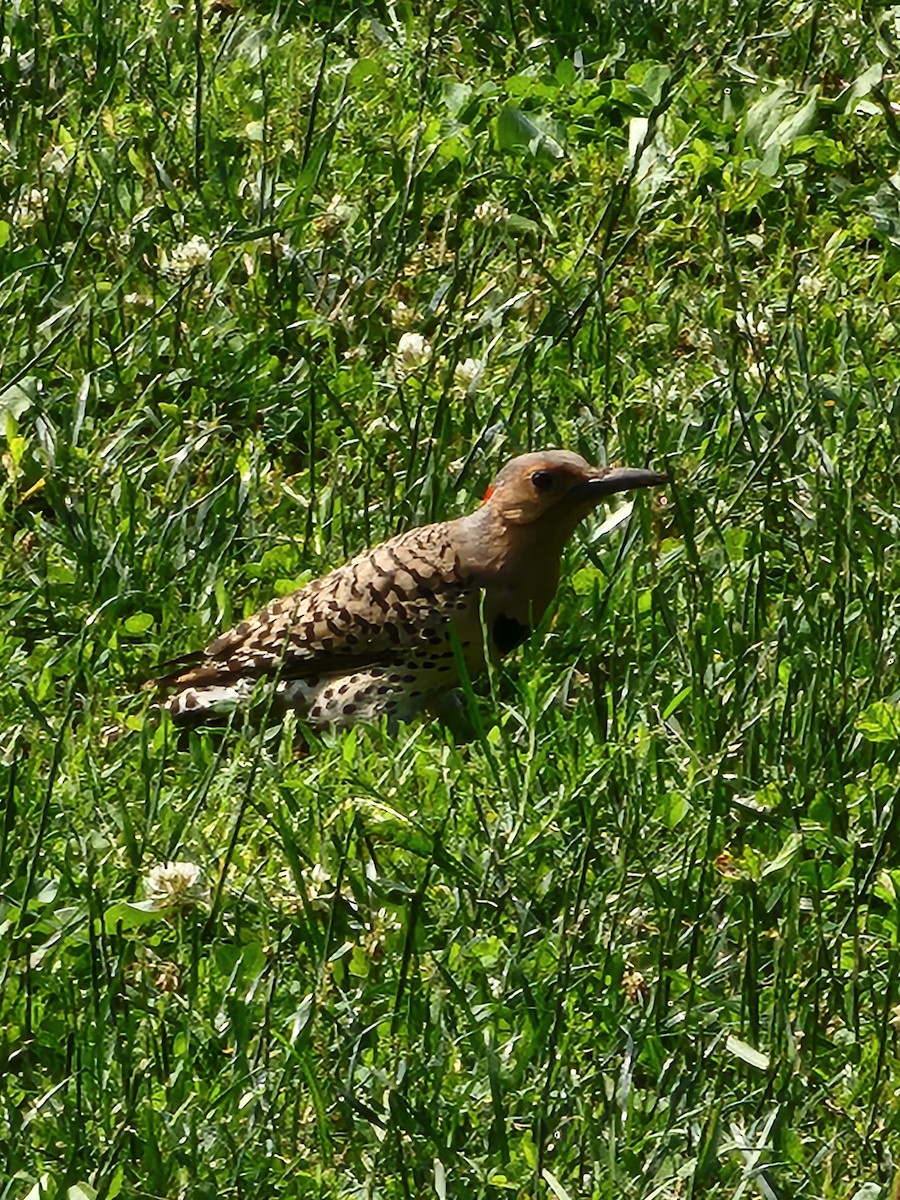 Northern Flicker - ML637408808
