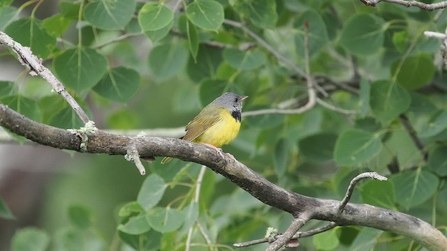 svartbrystparula - ML637408821