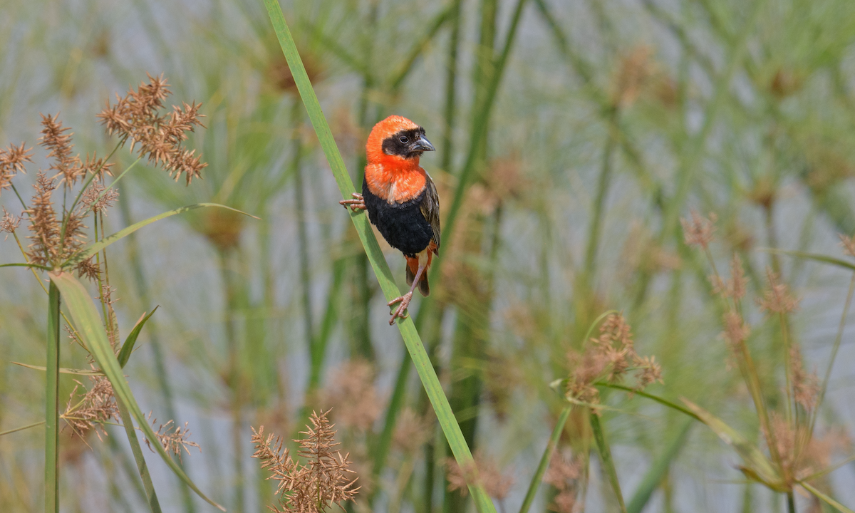 Southern Red Bishop - ML637408826