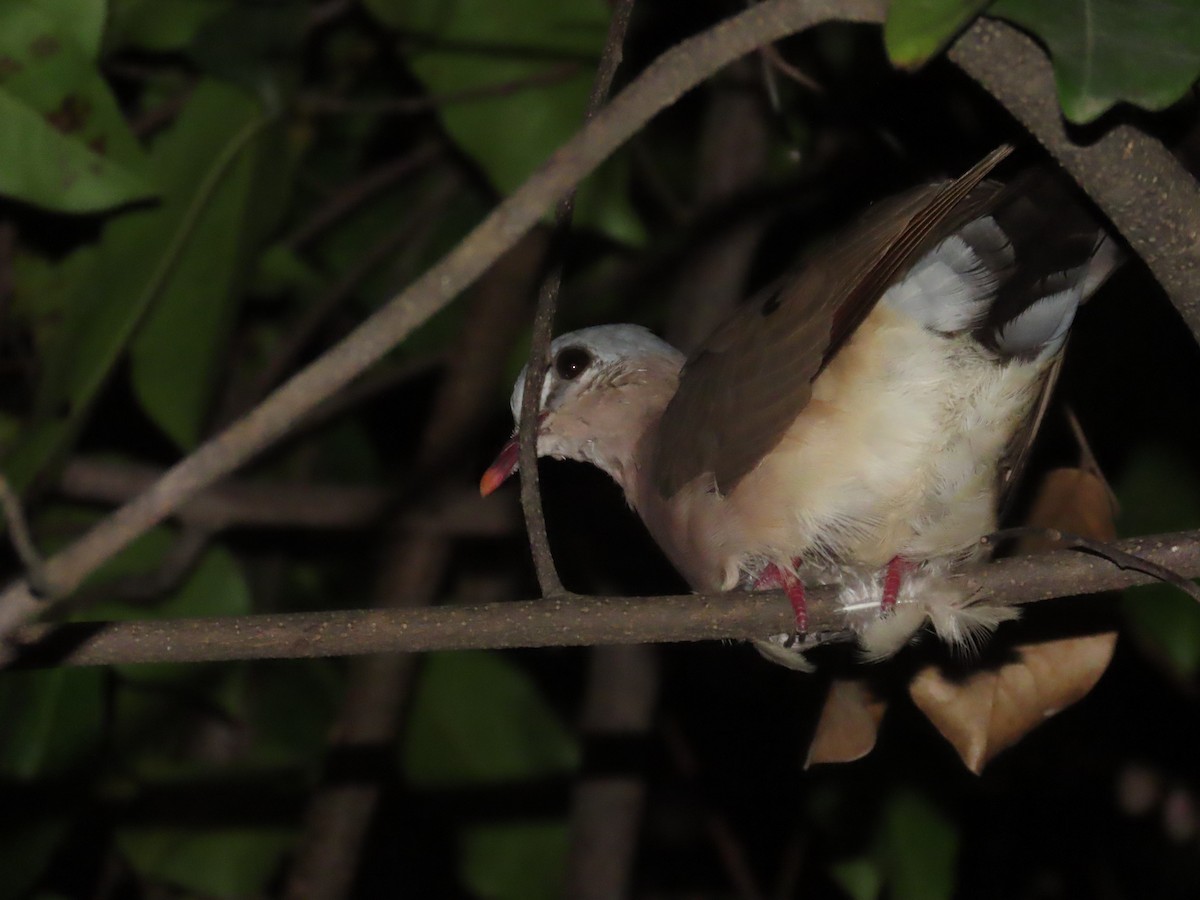 Blue-spotted Wood-Dove - ML637408875