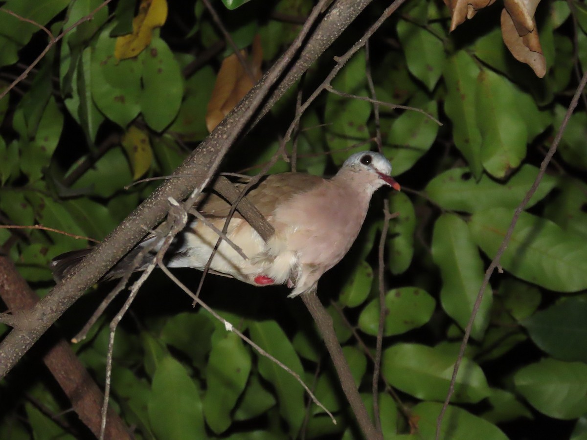Blue-spotted Wood-Dove - ML637408876