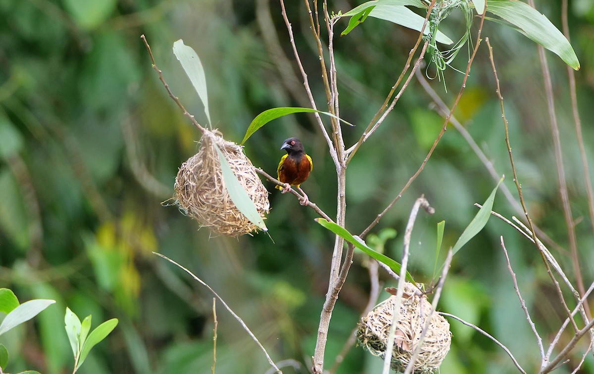Golden-backed Weaver - ML637408906