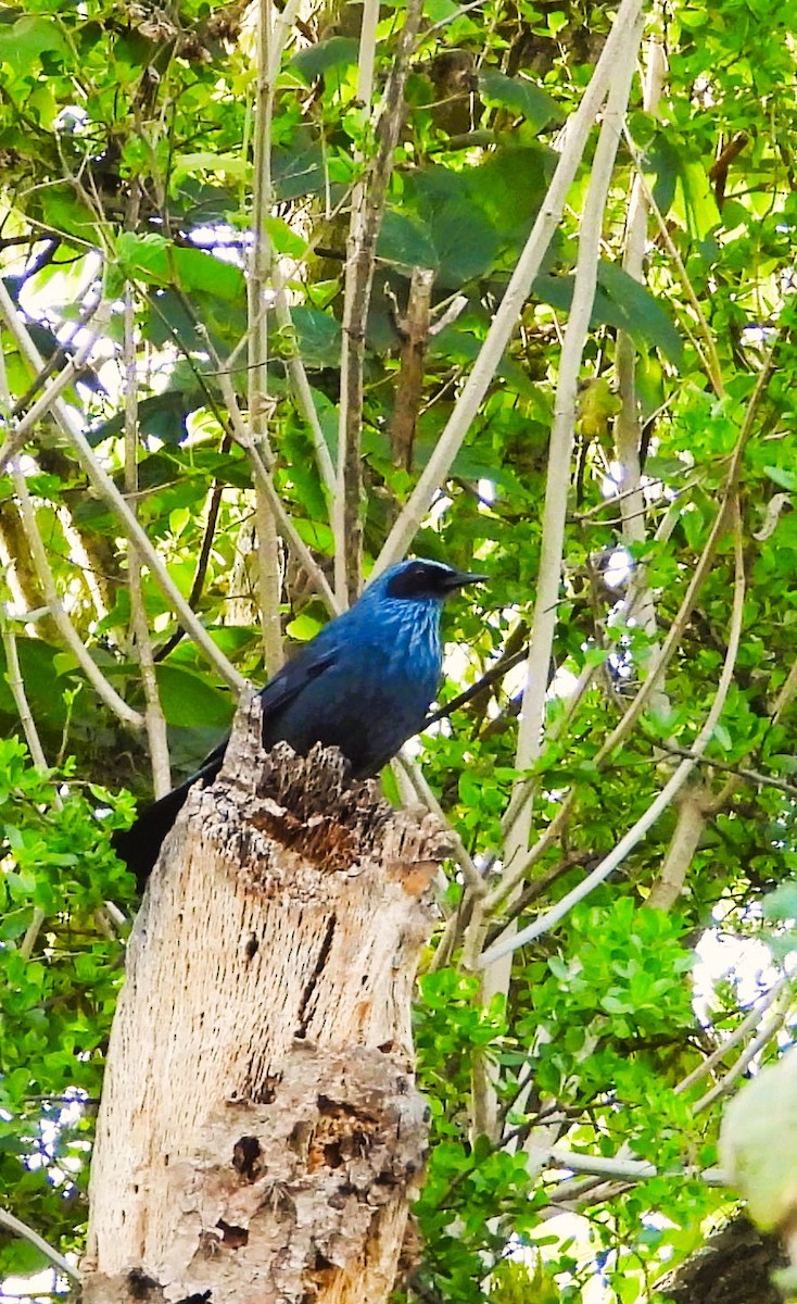 Blue Mockingbird - ML637408939