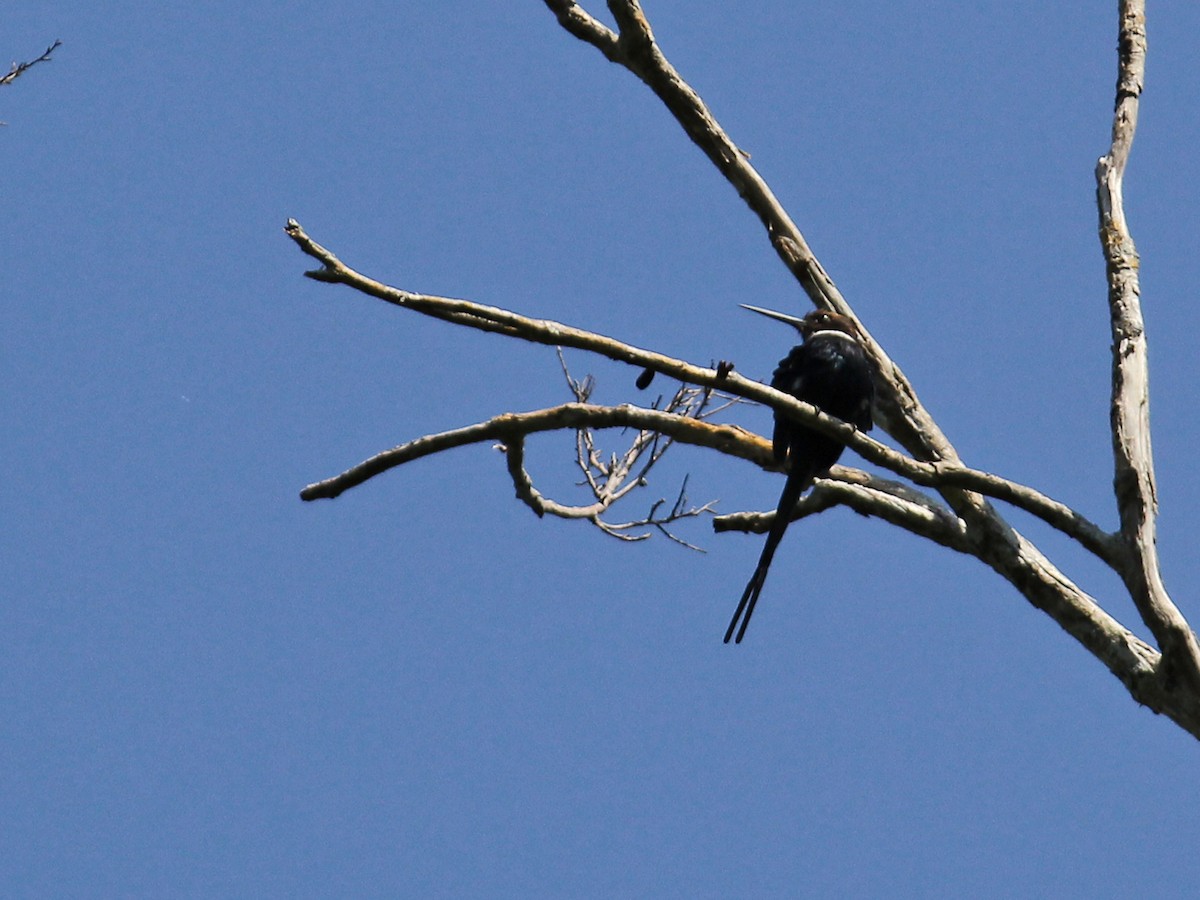 Paradise Jacamar - ML637408942
