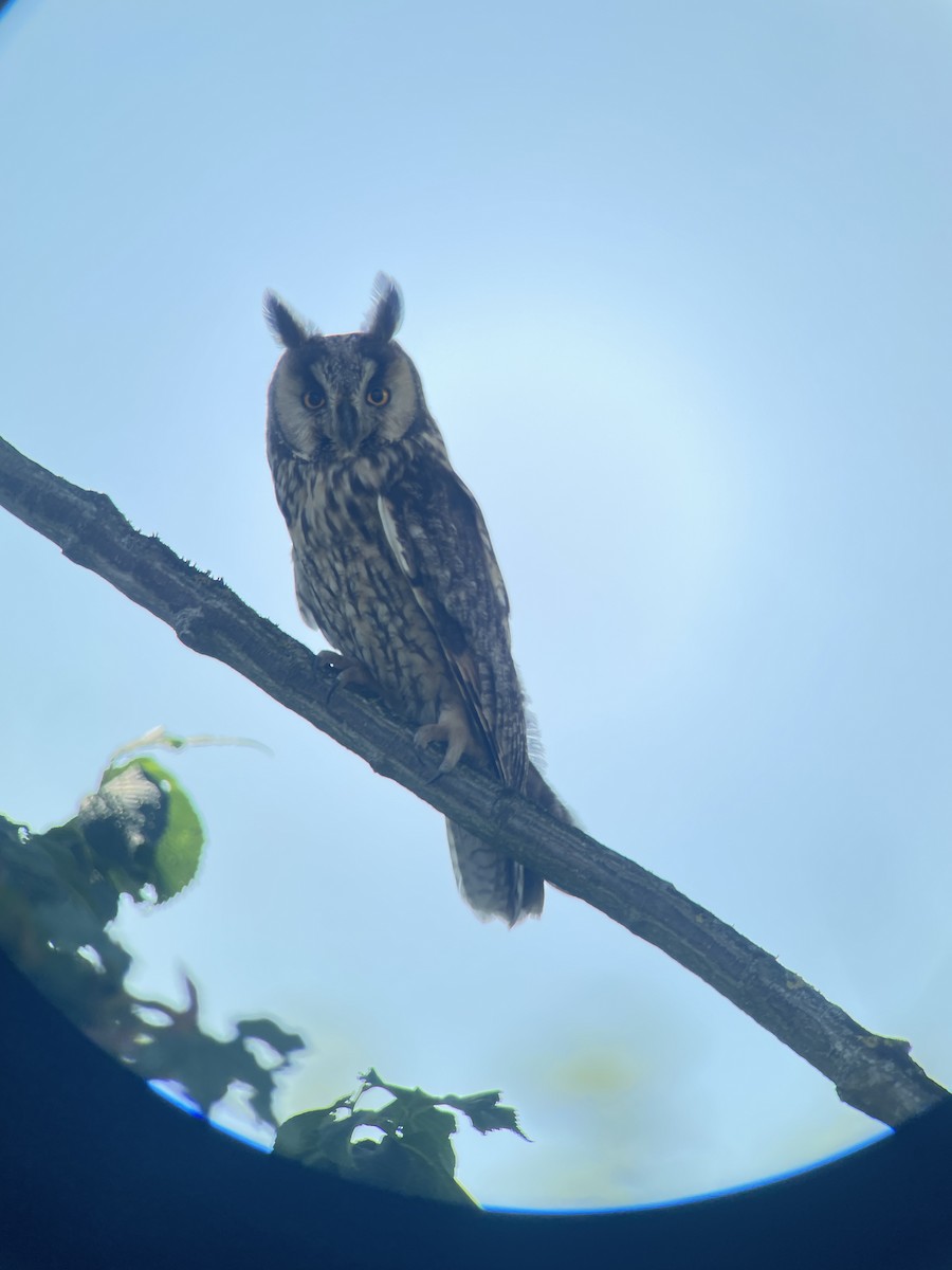 Long-eared Owl - ML637408945