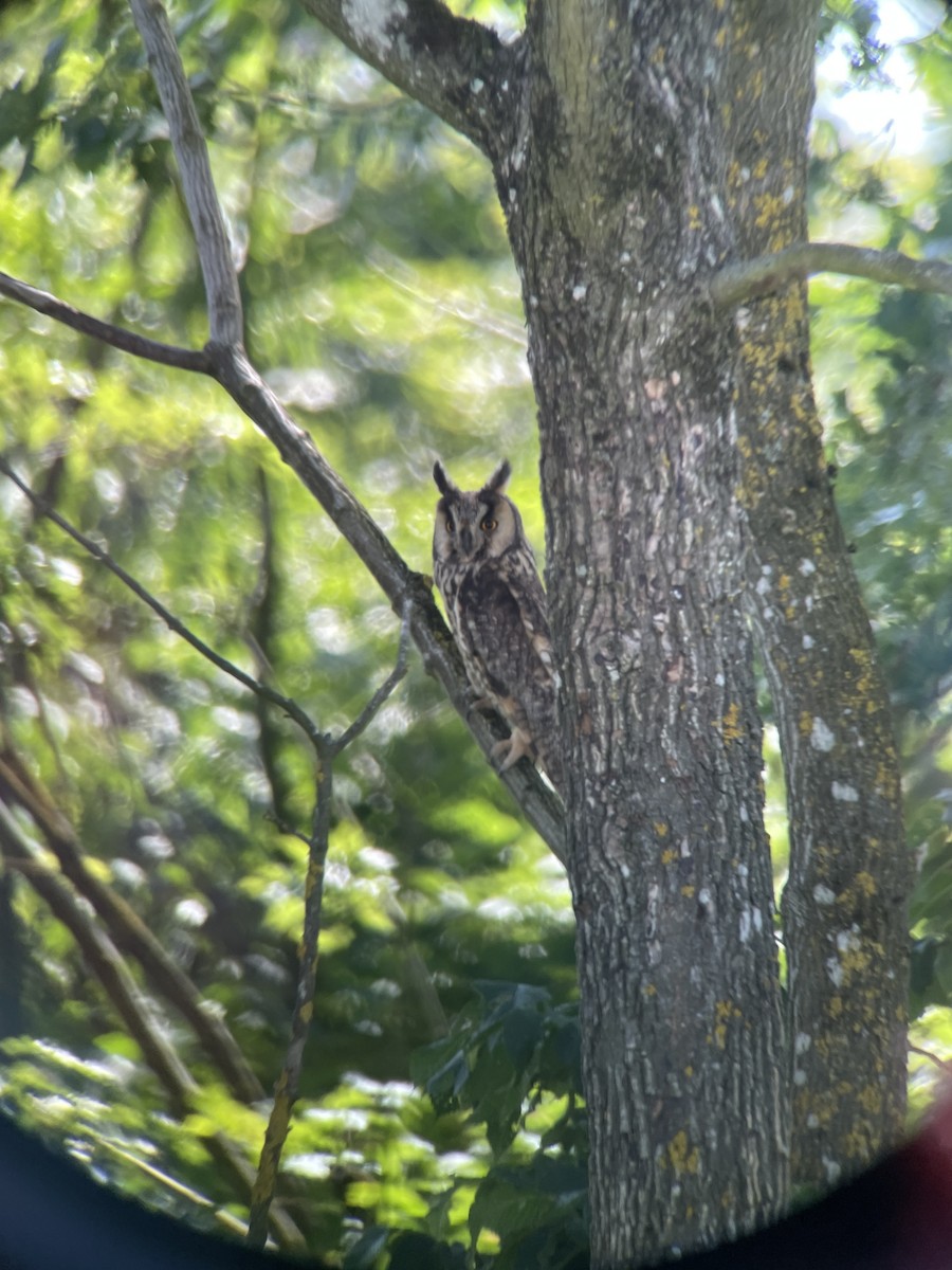 Long-eared Owl - ML637408946
