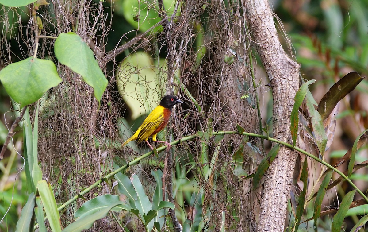 Golden-backed Weaver - ML637408948
