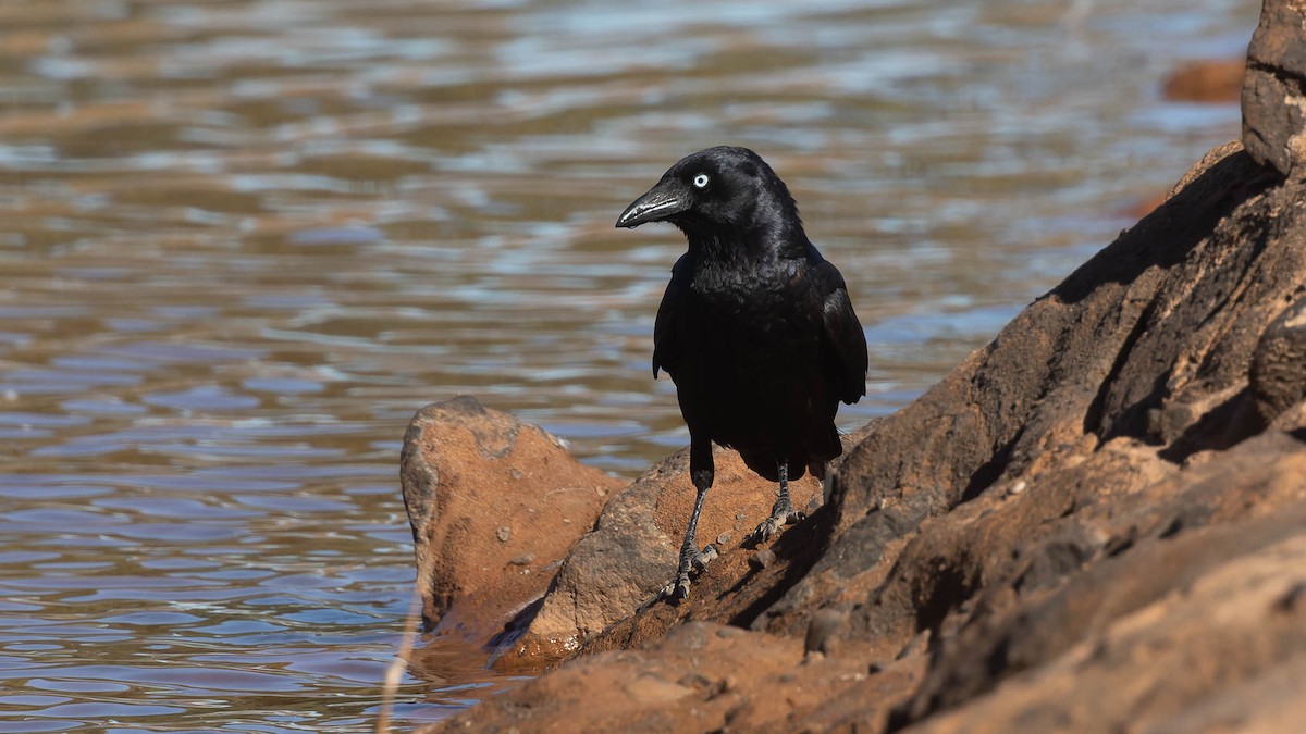 Little Crow - ML637408969