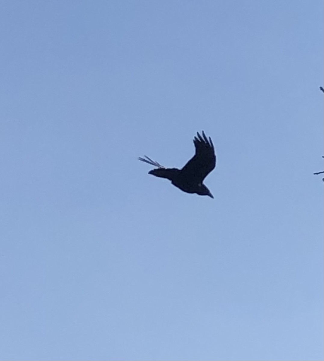 Common Raven - ML637408981