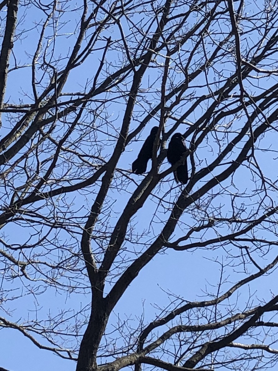 Common Raven - ML637408982