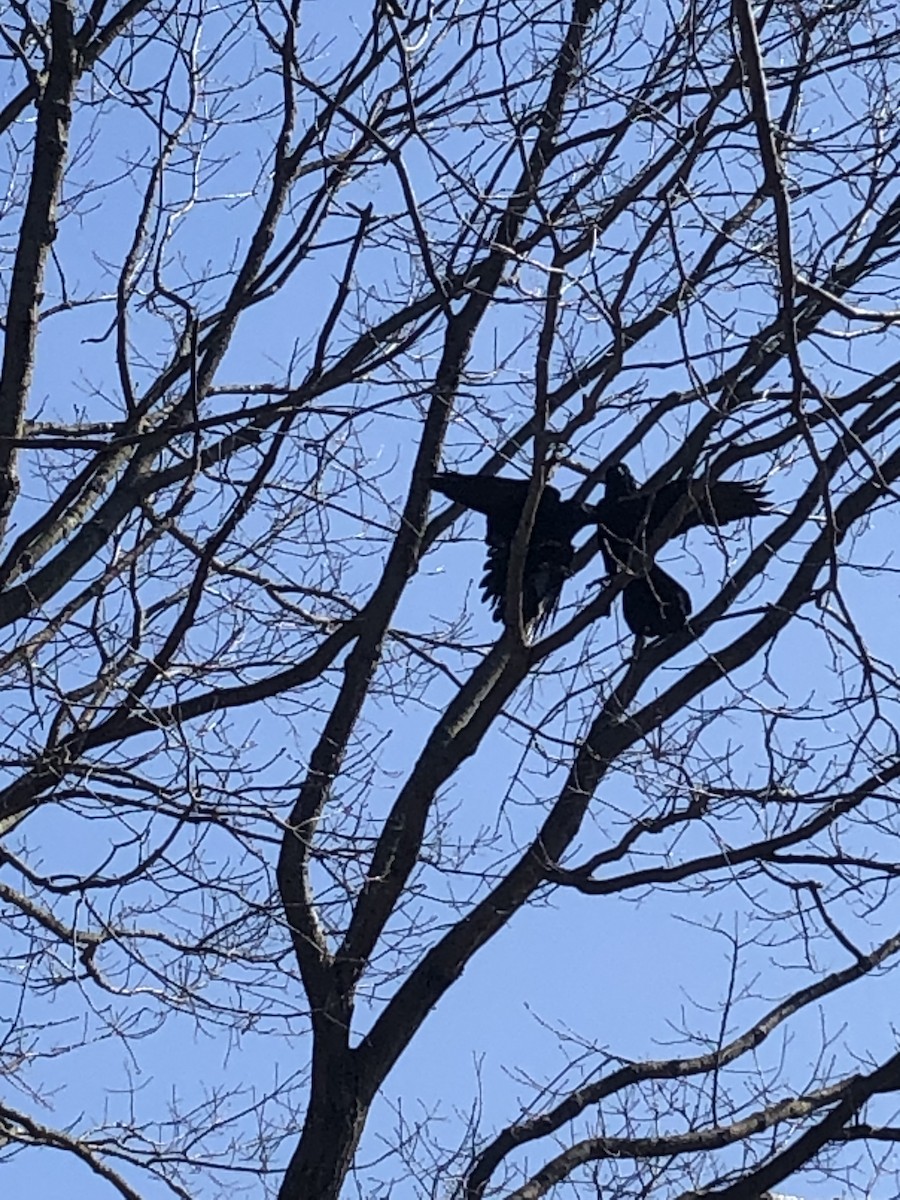 Common Raven - ML637408983