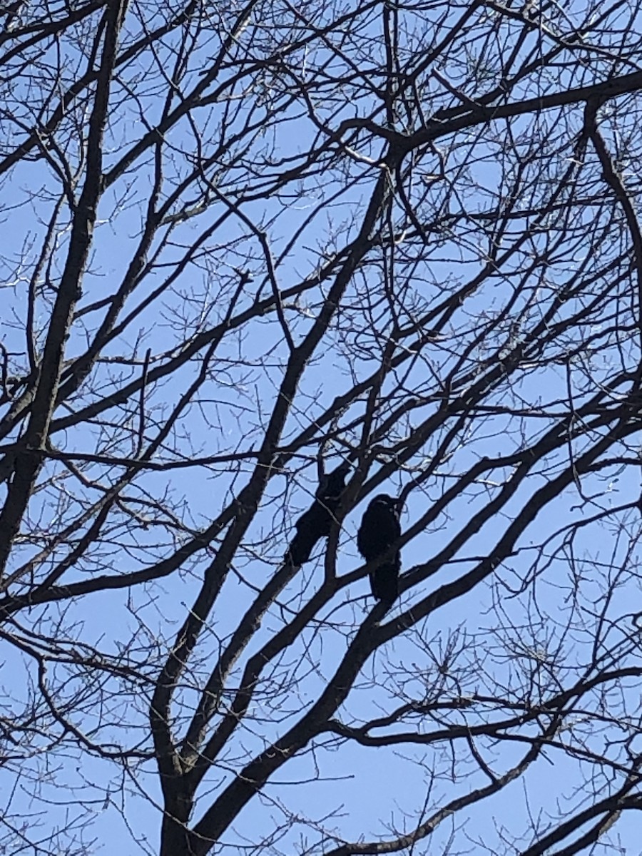 Common Raven - ML637408984