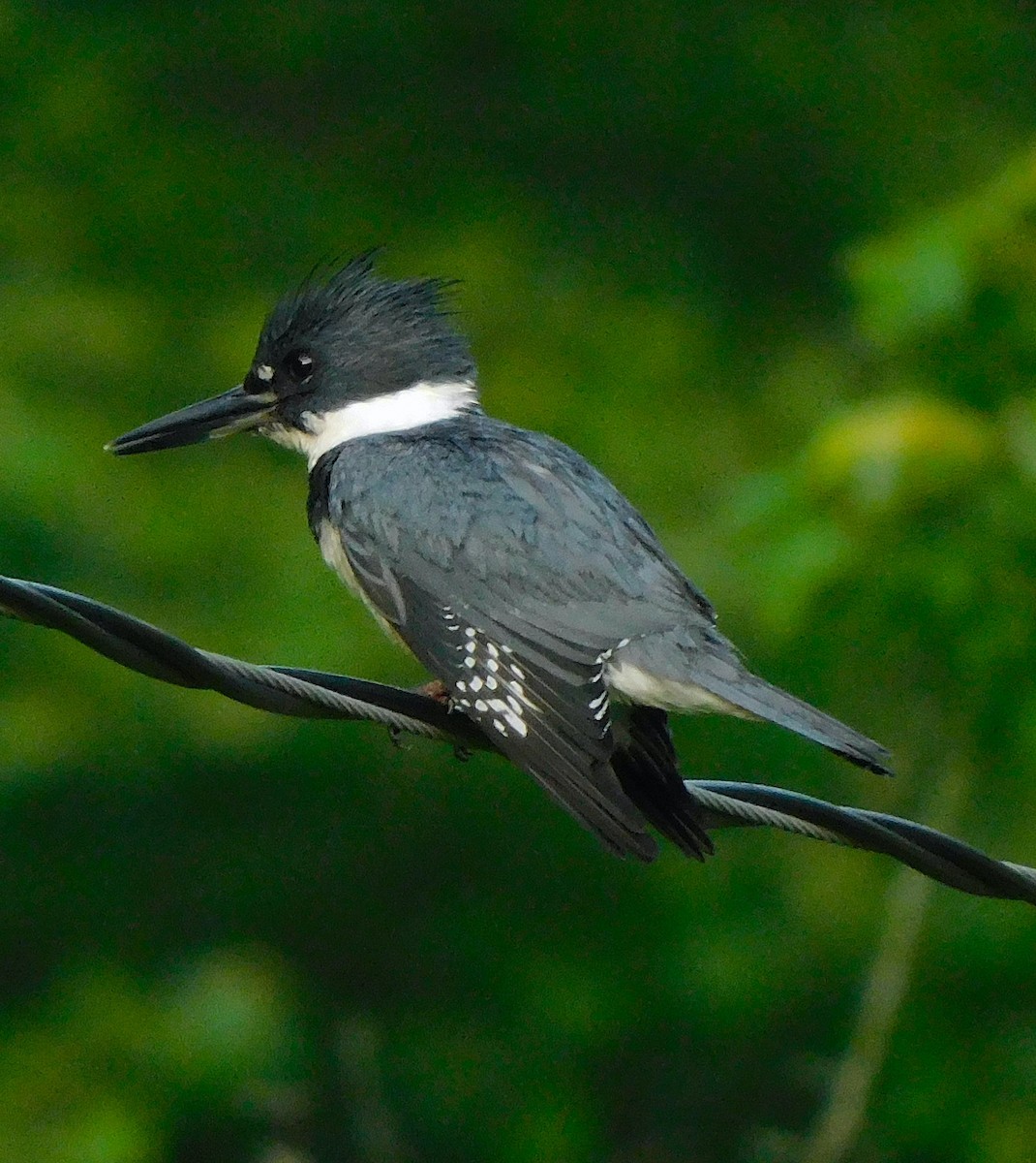 Belted Kingfisher - ML637408989