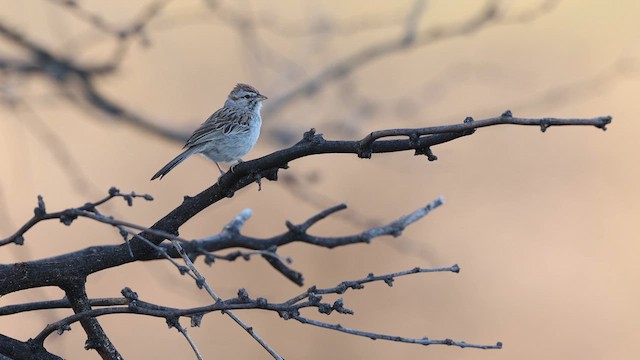 Rufous-winged Sparrow - ML637409029