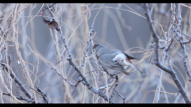 Lucy's Warbler - ML637409036