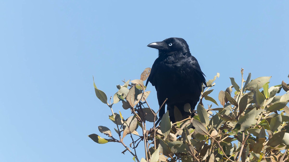 Little Crow - ML637409039
