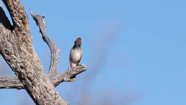Green-tailed Towhee - ML637409041