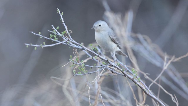 Lucy's Warbler - ML637409042