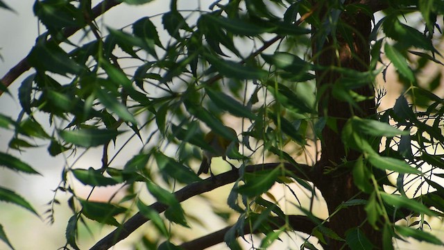 Indian White-eye - ML637409043