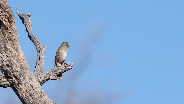 Green-tailed Towhee - ML637409047