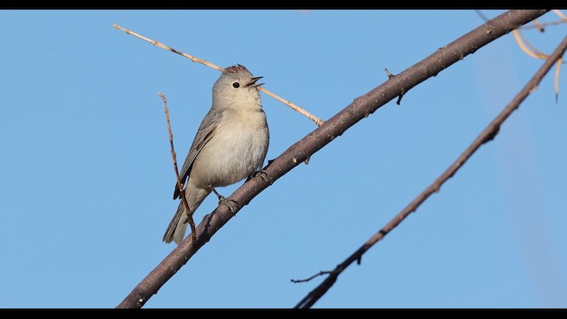 Lucy's Warbler - ML637409049