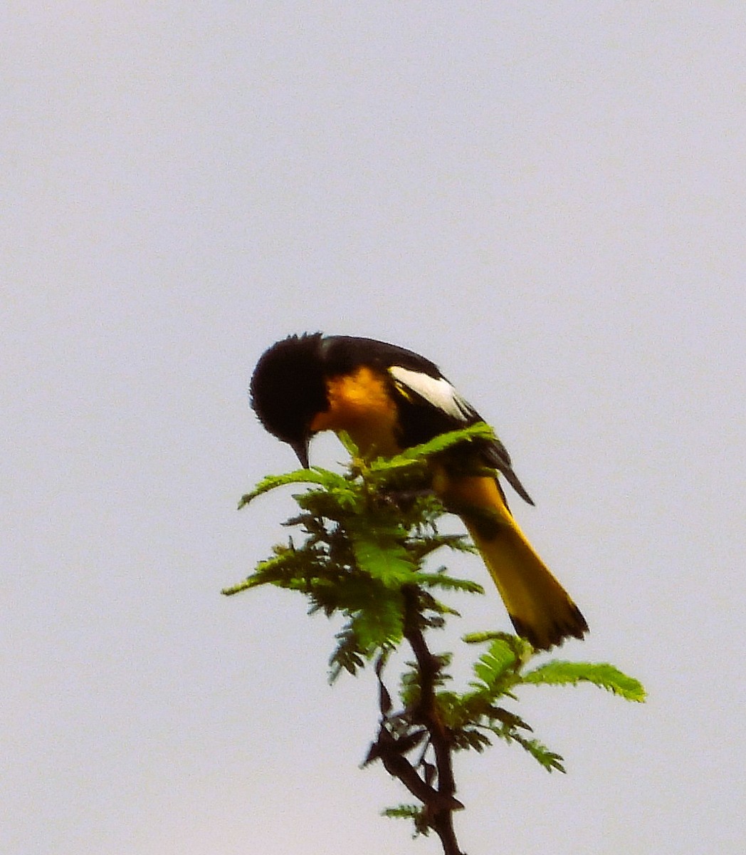 Black-backed Oriole - ML637409052
