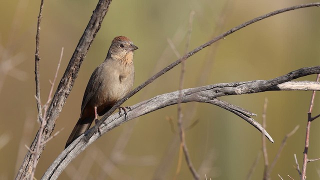 Canyon Towhee - ML637409053