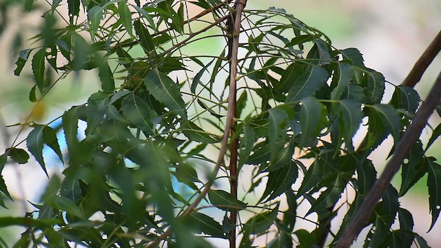 Indian White-eye - ML637409064